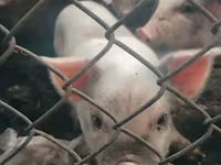 Säue, Schweine — Foto 5
