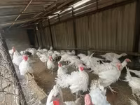 Turkeys — foto 3