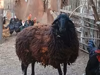 Qoyun, Karabakh sheep — foto 1
