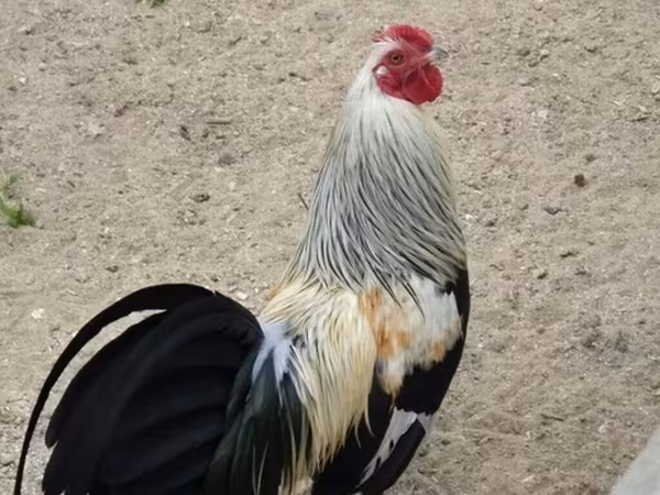 Chickens — Azerbaijan
