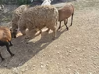 Эчки, Козулар — сүрөт 2