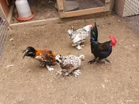 براهما — الصورة 7