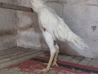 Chickens — foto 1