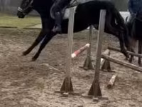 Cavalo, Hungarian horse breed — foto 2