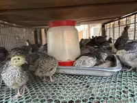 Quails — zdjęcie 3