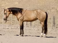 At, Quarter Horse — foto 6
