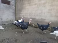 Geese — foto 3