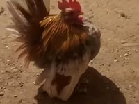 Chickens — الصورة 1
