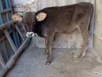Bull, Swiss cattle — photo 1