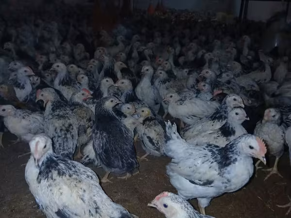 Chickens — Azerbaijan