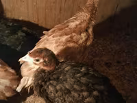 Turkeys — foto 1