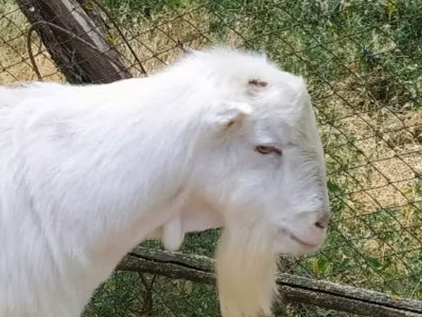 Keçi, LaMancha goats