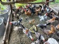 Holenderski bantam — zdjęcie 6