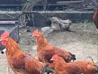 Chickens — Foto 5