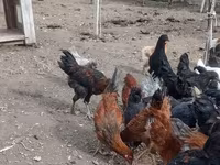Chickens — foto 6
