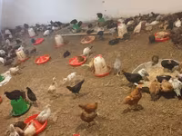 Chickens — foto 1