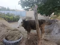 بقرة, الماشية — الصورة 2