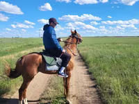 At, Thoroughbred horse — foto 2