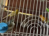 Cut bulbul satilir. Saglam quslardi. Qefesle birlikde 120azn. Qefessiz — الصورة 2