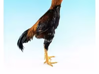 Shamo chickens — photo 7