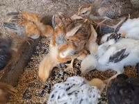 Chickens — photo 1