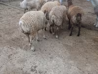 Ram, Sheep — photo 3