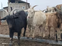 Koza, Saanen goat — foto 1