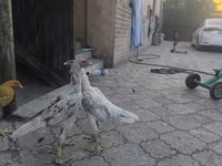 Gallinas Shamo — foto 7