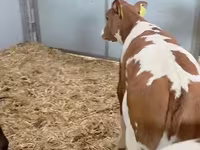 母牛, Russian Black pied cattle — 照片 6