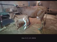母牛, Cattle — 照片 1