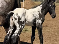 Madyan, Appaloosa — foto 2