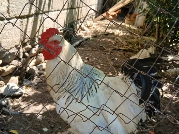 Chickens — Azərbaycan