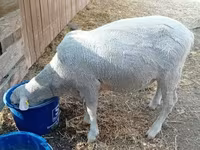 मेढ़ा, Merino sheep — फ़ोटो 6