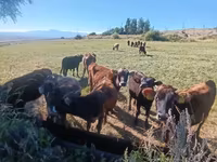 सांड, मवेशी — फ़ोटो 1