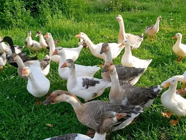 Geese — Azərbaycan