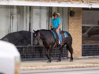 Stute, Percheron — Foto 4