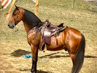 Caballo, Tennessee Walking Horse — foto 3