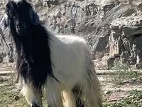 Cabro, Cabras — foto 3