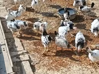 Chickens — photo 3