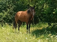 Horse (M), Horses — photo 3