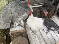 Turkeys — photo 6