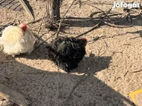 Pekin Bantam — foto 2