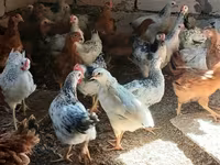 Chickens — photo 2