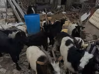 Goat, Goats — photo 4