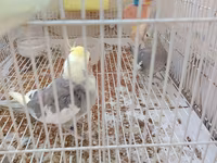 Nimfa (cockatiel) cütlüyü 0507335513 whatsapp - Növ: Nimfa — Foto 3