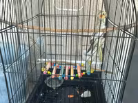 Real alana, qiymətdə razılaşmaq olar. Nimfa (Cockatiel) + qəfəs və — 照片 2