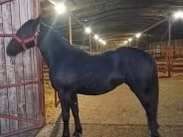Toychoq, Nonius horse