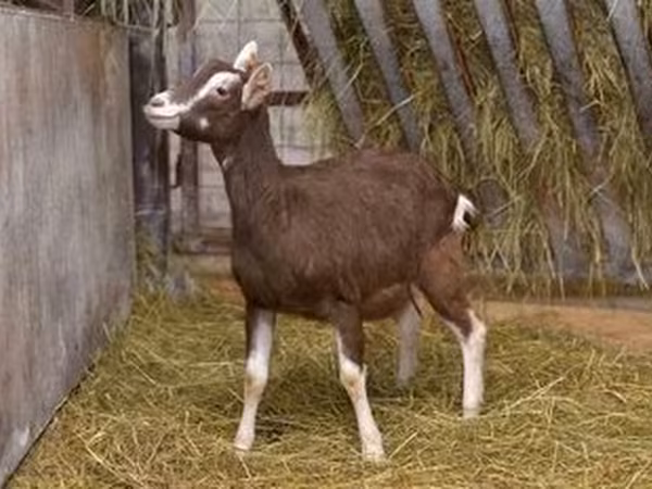 Goat, Toggenburg goat