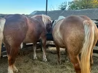 Kobyła, Hungarian horse breed — zdjęcie 6