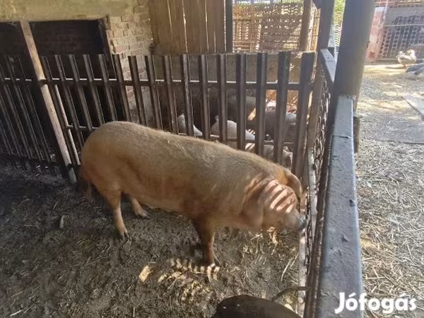 Porca, Дюрок